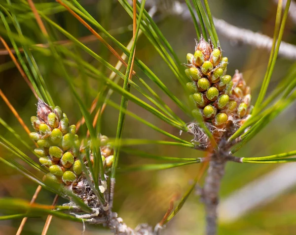 Vackra Vårträd Med Blommande Knoppar Krim — Stockfoto