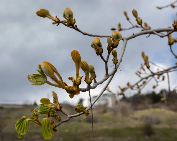 Frumoși Arbori Primăvară Muguri Înfloritori Crimeea — Fotografie, imagine de stoc