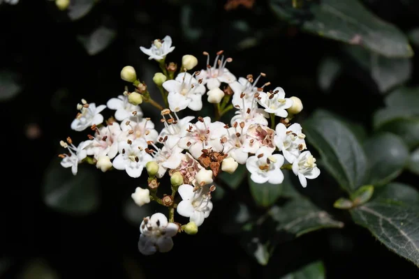 Los Árboles Hermosos Primaverales Con Los Brotes Que Florecen Crimea — Foto de Stock