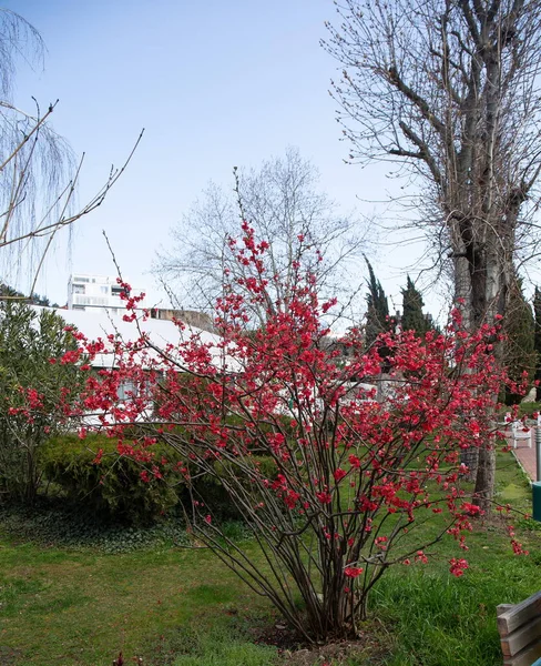 Belas Árvores Primavera Com Botões Floridos Crimeia — Fotografia de Stock