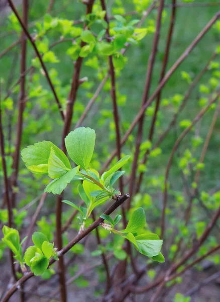 Frumoși Arbori Primăvară Muguri Înfloritori Crimeea — Fotografie, imagine de stoc