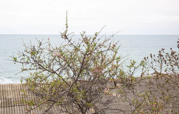 Schöne Frühlingsbäume Mit Blühenden Knospen Auf Der Krim — Stockfoto