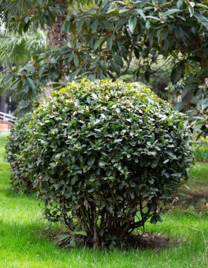 Kırım 'ın güney sahillerinde ilkbaharda güzel ağaçlar