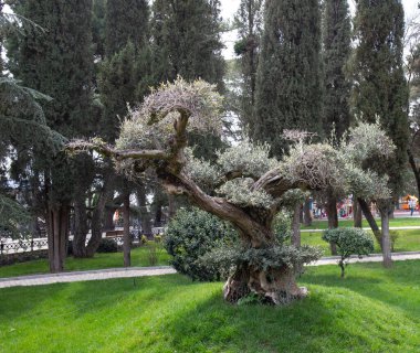Kırım 'ın güney sahillerinde ilkbaharda güzel ağaçlar
