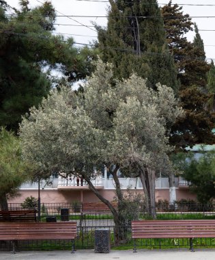Kırım 'ın güney sahillerinde ilkbaharda güzel ağaçlar