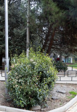 Kırım 'ın güney sahillerinde ilkbaharda güzel ağaçlar