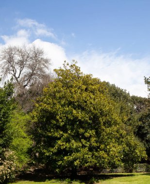 Kırım 'ın güney sahillerinde ilkbaharda güzel ağaçlar