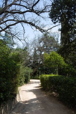 Kırım 'ın güney sahillerinde ilkbaharda güzel ağaçlar