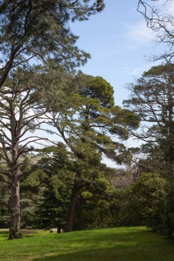 Kırım 'ın güney sahillerinde ilkbaharda güzel ağaçlar