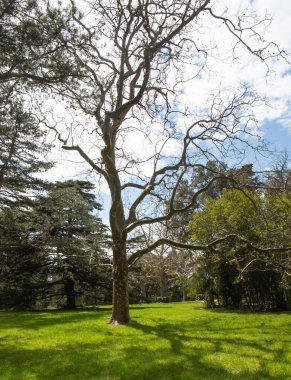 Kırım 'ın güney sahillerinde ilkbaharda güzel ağaçlar