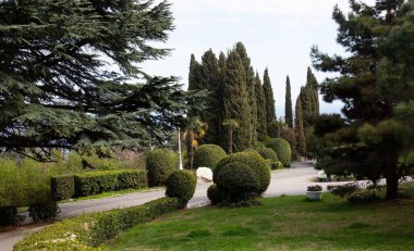 Kırım 'ın güney sahillerinde ilkbaharda güzel ağaçlar