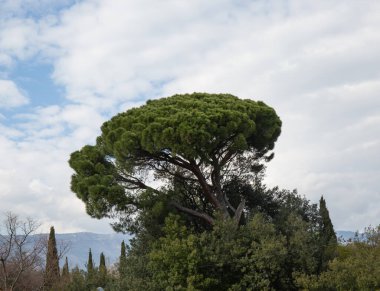 Kırım 'ın güney sahillerinde ilkbaharda güzel ağaçlar