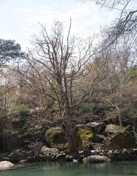 Όμορφα Δέντρα Την Άνοιξη Στη Νότια Ακτή Της Κριμαίας — Φωτογραφία Αρχείου