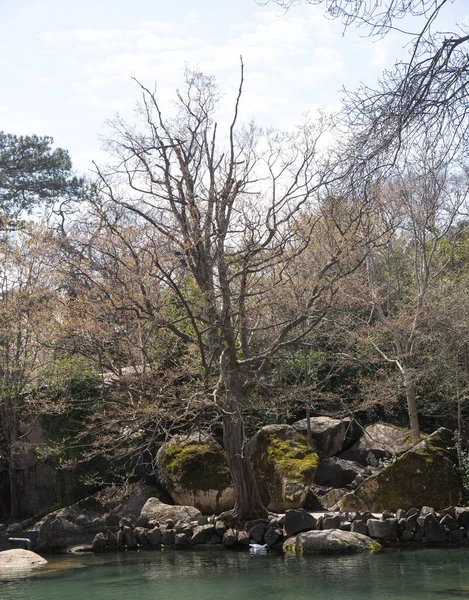 Prachtige Bomen Voorjaar Het Zuiden Kustlijn Van Krim — Stockfoto