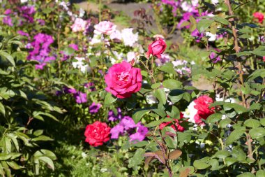 Beautiful flowers in the Altai territory of Russia in summer