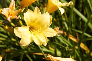 Beautiful flowers in the Altai territory of Russia in summer