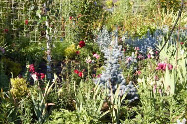Beautiful flowers in the Altai territory of Russia in summer