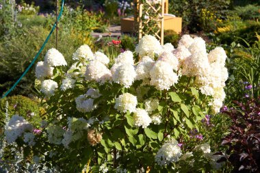 Beautiful flowers in the Altai territory of Russia in summer