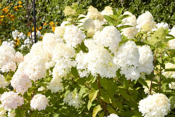 Hermosas Flores Territorio Altai Rusia Verano — Foto de Stock