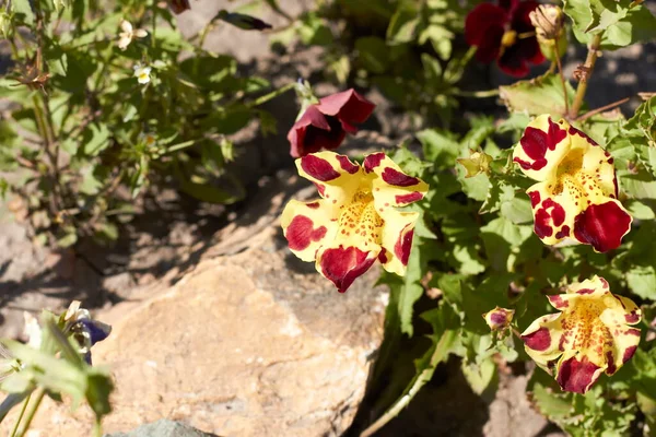 Beautiful Flowers Altai Territory Russia Summer — Zdjęcie stockowe