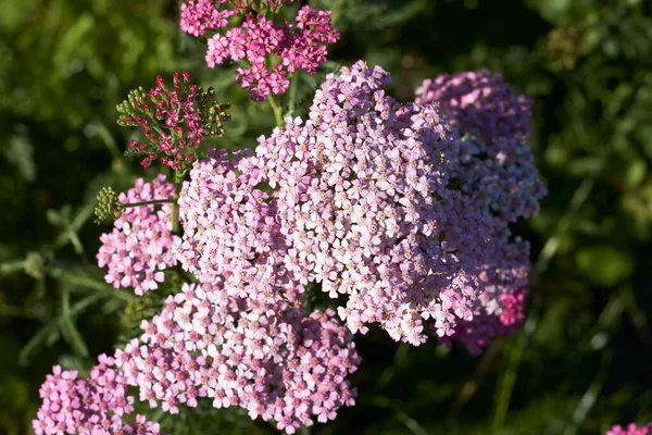 Beautiful Flowers Altai Territory Russia Summer — Stock Photo, Image