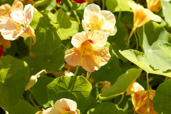 Beautiful Flowers Altai Territory Russia Summer — Zdjęcie stockowe