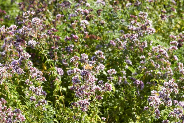 Beautiful flowers in the Altai territory of Russia in summer