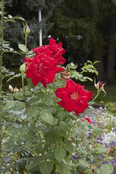 Lindas Flores Território Altai Rússia Verão — Fotografia de Stock