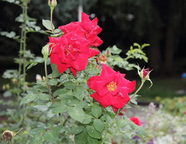 Beautiful Flowers Altai Territory Russia Summer — Stockfoto