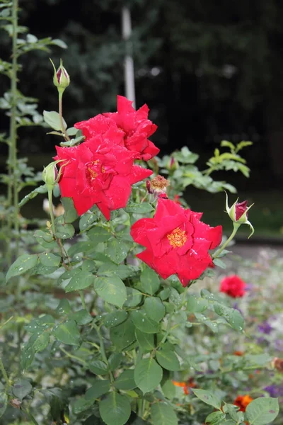 Beautiful flowers in the Altai territory of Russia in summer