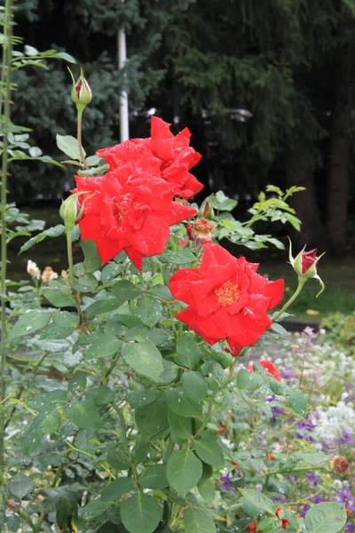 Beautiful flowers in the Altai territory of Russia in summer