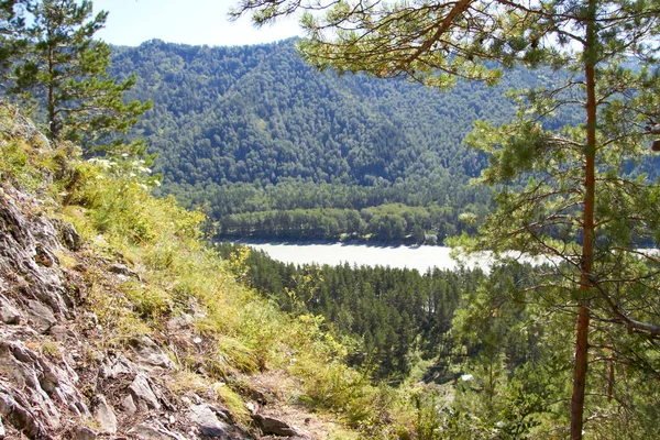 Belas Árvores Território Das Montanhas Altai Rússia — Fotografia de Stock