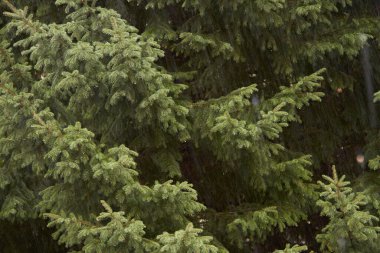Rusya 'nın Altai Dağları bölgesindeki güzel ağaçlar 