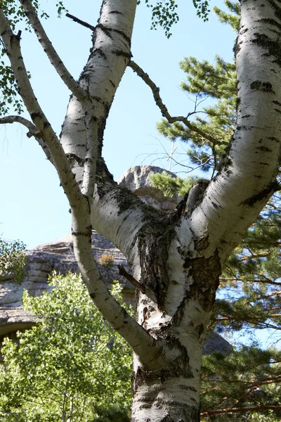 Vackra Träd Territoriet Altai Bergen Ryssland — Stockfoto