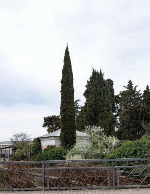 İlkbaharda yalnız bir piramit kavak Alushta şehrinde gökyüzüne karşı 