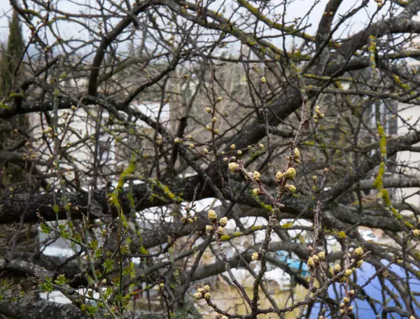 アルシュタ市の古い公園で春に黄色の蕾を咲かせる古い木 — ストック写真