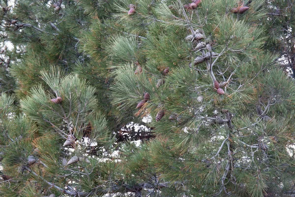 Cedro Libanês Com Agulhas Brotantes Cones Primavera Antigo Parque Cidade — Fotografia de Stock