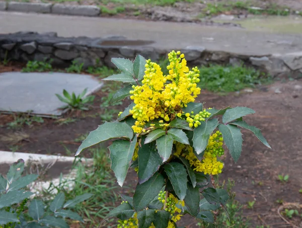 アルシュタ市の旧公園で春に黄色の花を咲かせます ストックフォト