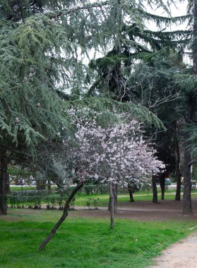 İlkbaharda Alushta şehrindeki eski parktaki ağaçların arasında çiçek açan bir çalı.