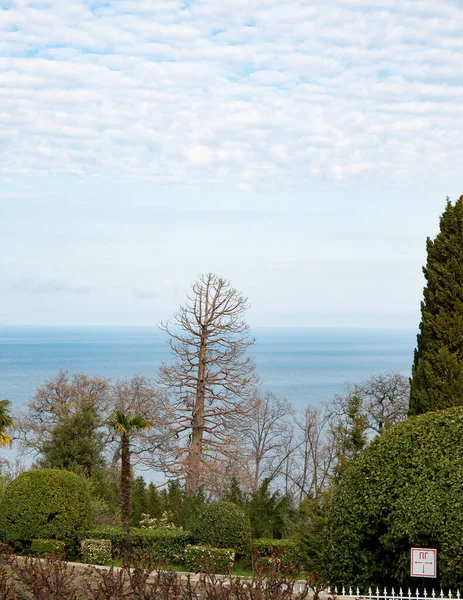Över Träd Våren Mot Bakgrund Svarta Havet Från Vorontsov Slott — Stockfoto