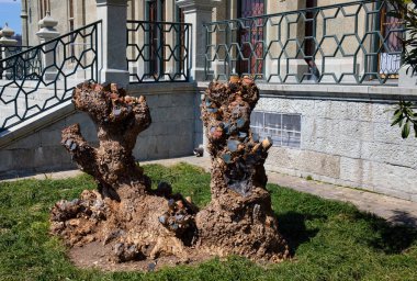 Kırım yarımadasındaki Yalta şehrindeki Vorontsov Kalesi 'nin avlusunda iki yaşlı ağaç.