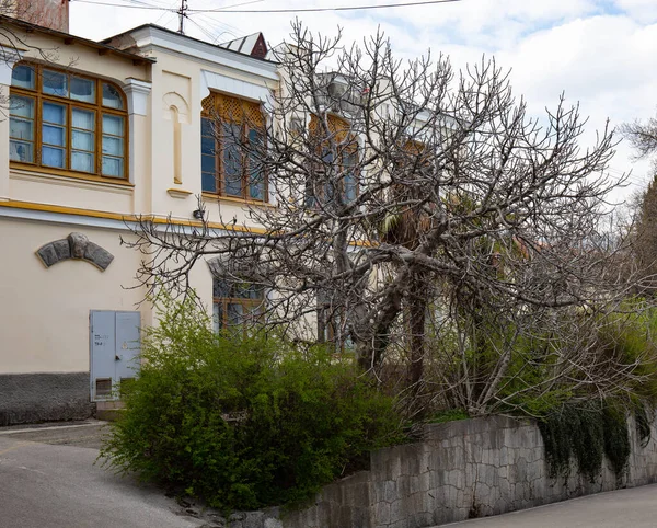 Vieux Arbres Dans Une Rue Ville Yalta — Photo