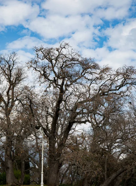 Uma Velha Árvore Parque Contra Céu — Fotografia de Stock