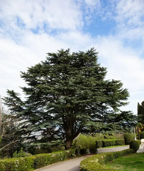 Árvores Parque Palácio Livadia Cidade Yalt — Fotografia de Stock