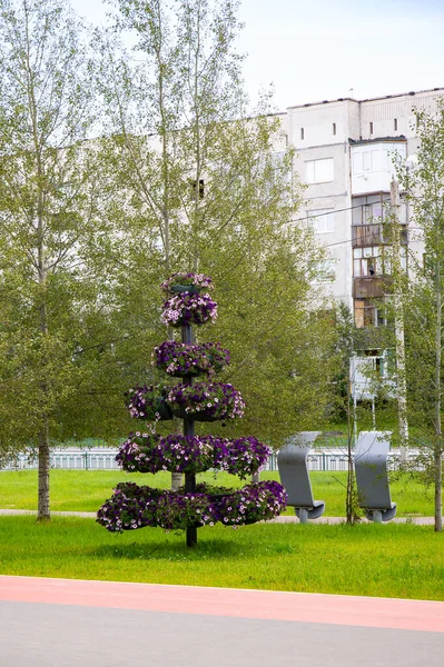 Árvore Original Flores Praça Dos Geólogos Cidade Noyabrs — Fotografia de Stock