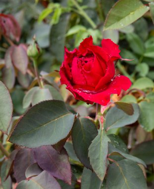 Güzel Çin gülü yağmurdan sonra eski parkta