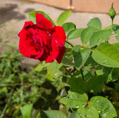 Güzel Çin gülü yağmurdan sonra eski parkta