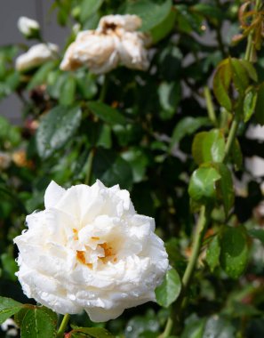 Güzel Çin gülü yağmurdan sonra eski parkta