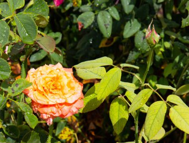 Güzel Çin gülü yağmurdan sonra eski parkta