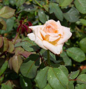 Güzel Çin gülü yağmurdan sonra eski parkta